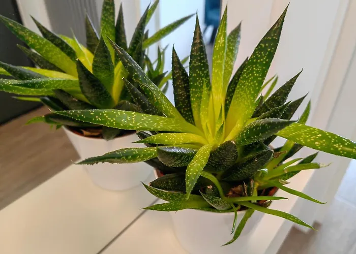 Luxury Private Parking Self Check-in51 * Craiova